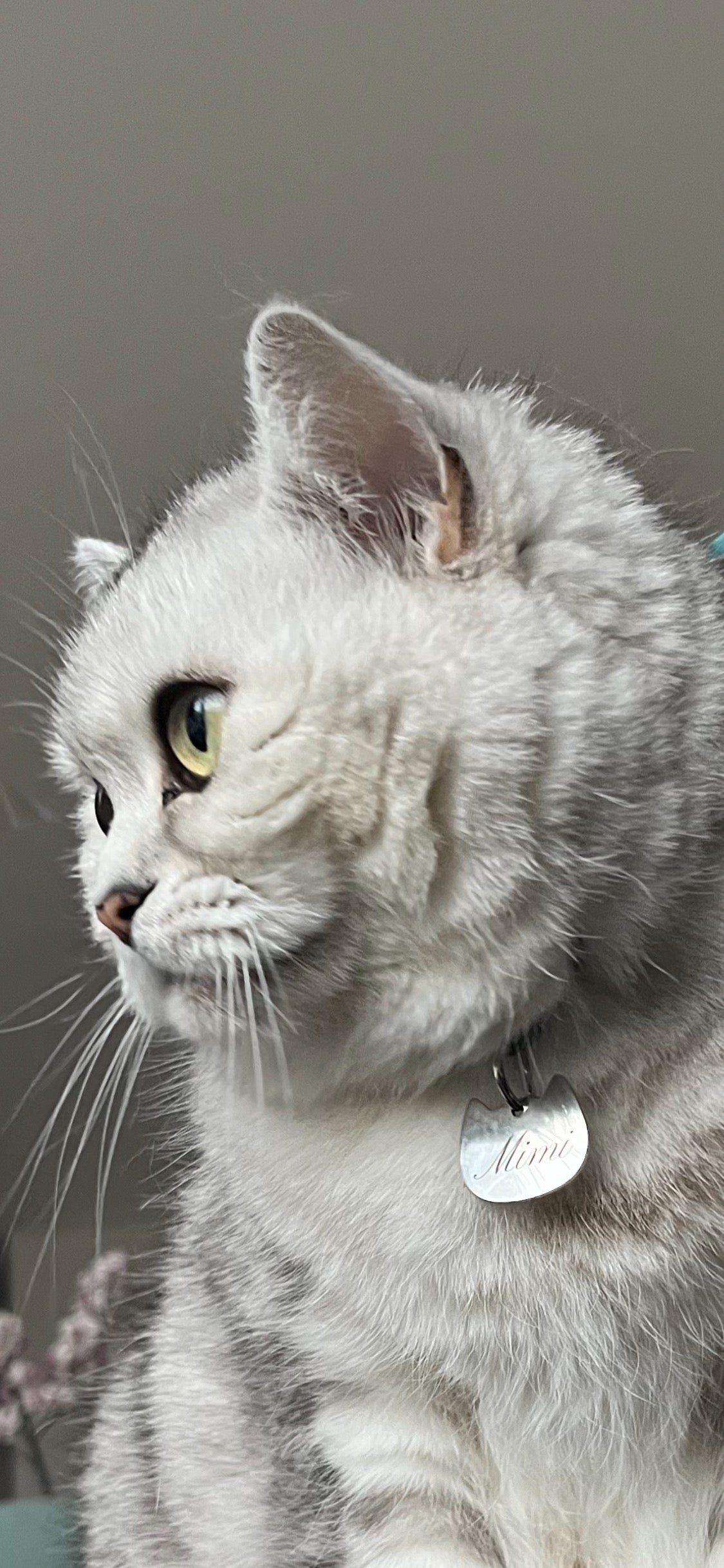 Médaille pour chat