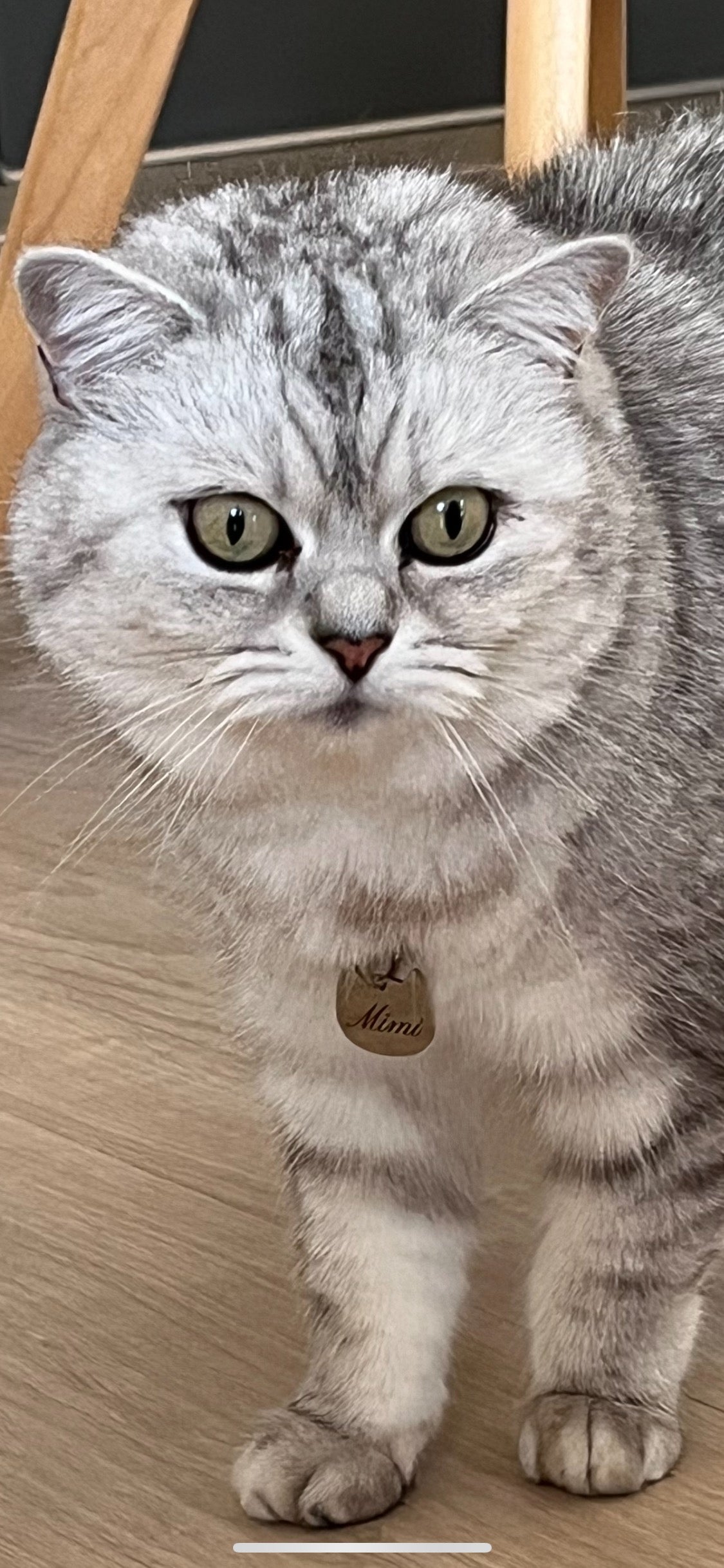 Médaille pour chat